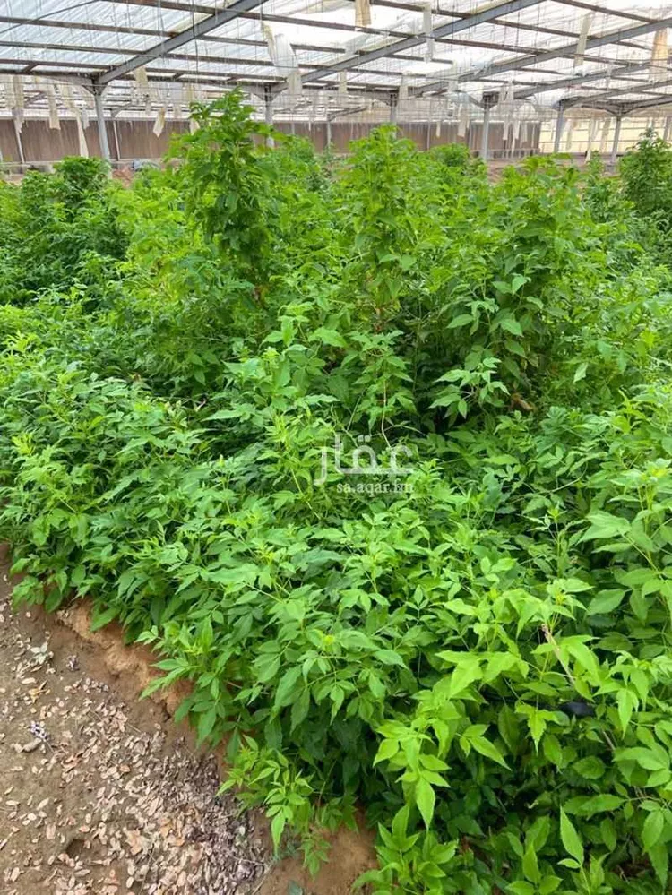 مزرعة للبيع في حي الضبيعة, مدينة الخرج, منطقة الرياض 11