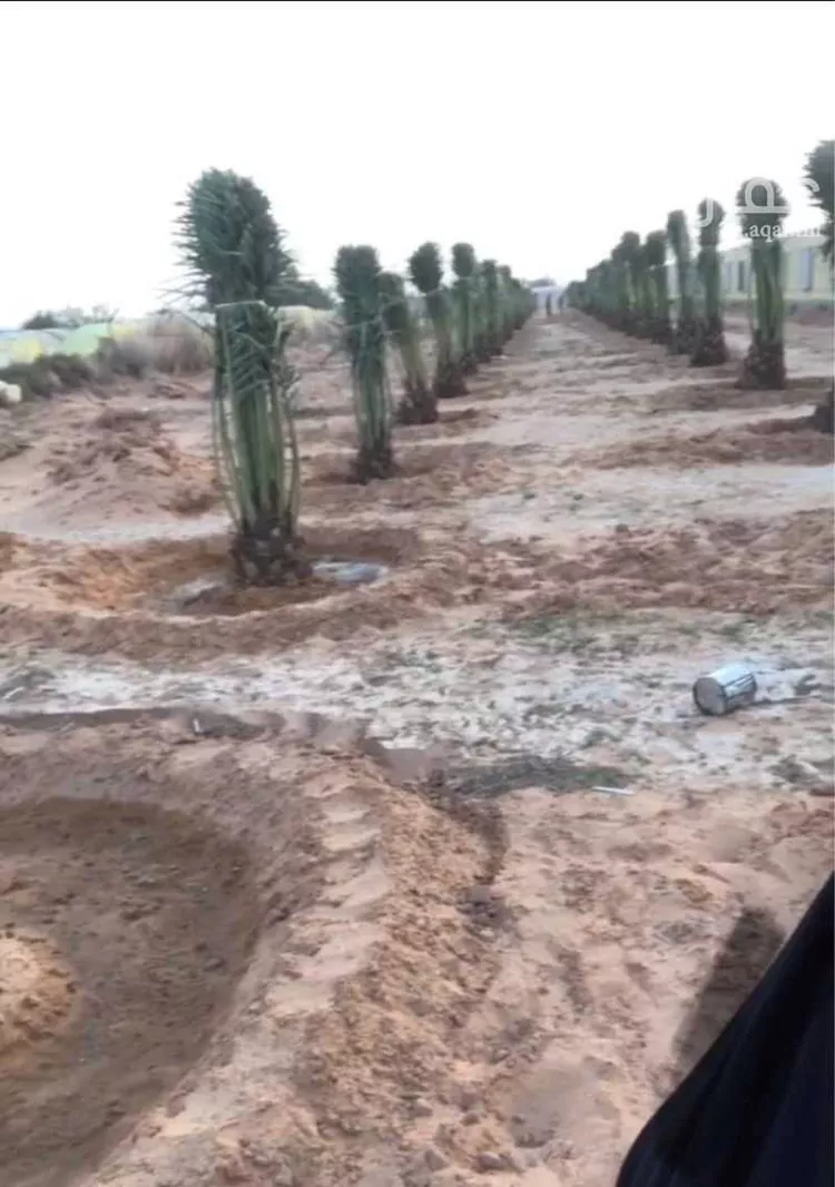 مزرعة للبيع في حي الضبيعة, مدينة الخرج, منطقة الرياض صورة 3