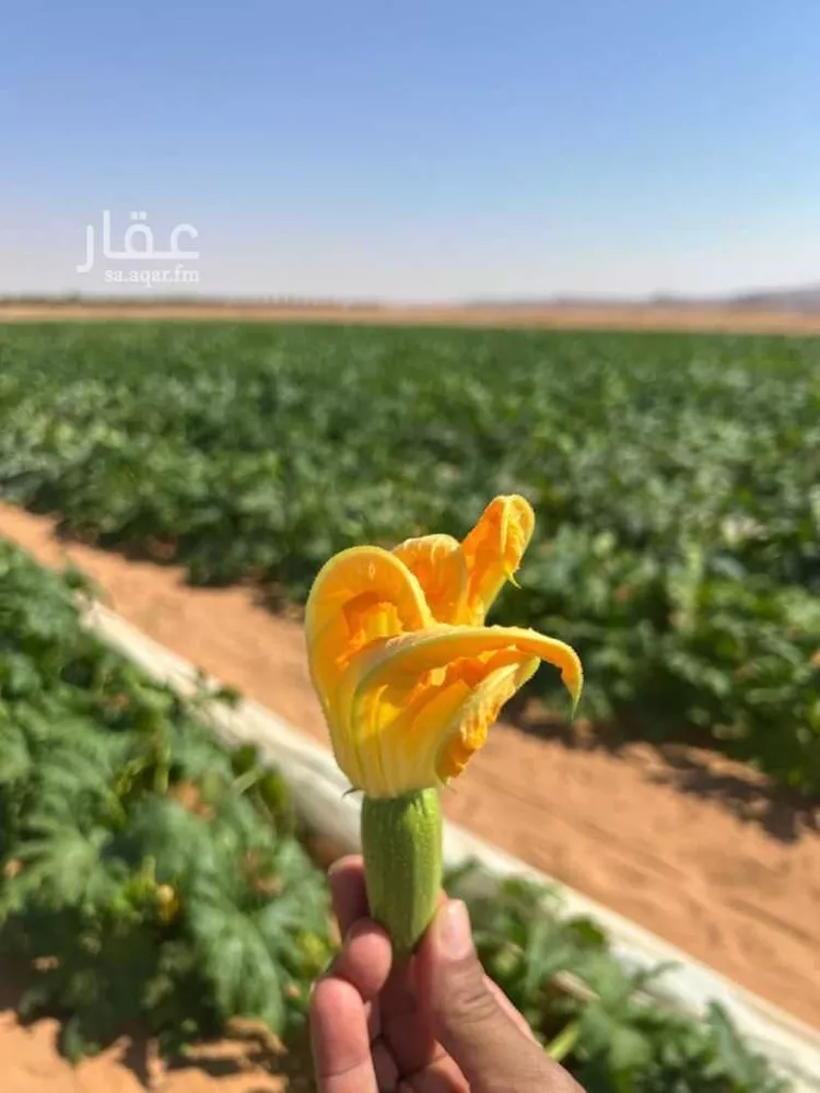 مزرعة للبيع في حي الضبيعة, مدينة الخرج, منطقة الرياض 9