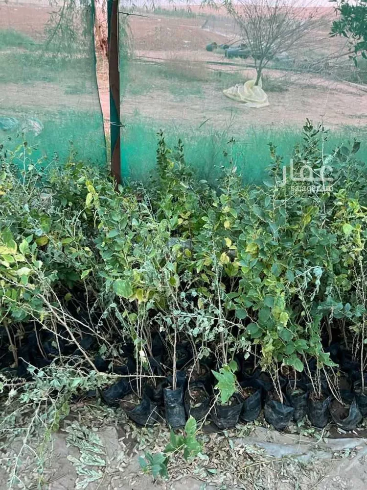 مزرعة للبيع في حي الضبيعة, مدينة الخرج, منطقة الرياض 10
