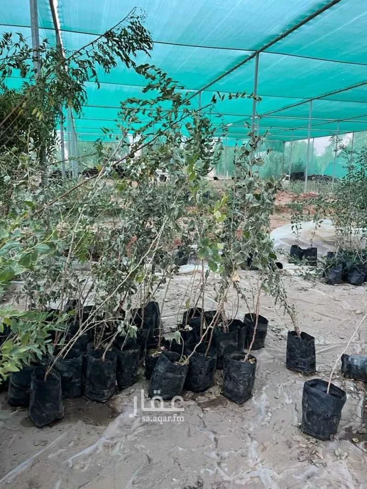 مزرعة للبيع في حي الضبيعة, مدينة الخرج, منطقة الرياض 16