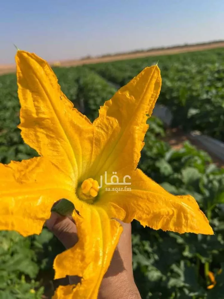 مزرعة للبيع في حي الضبيعة, مدينة الخرج, منطقة الرياض 13