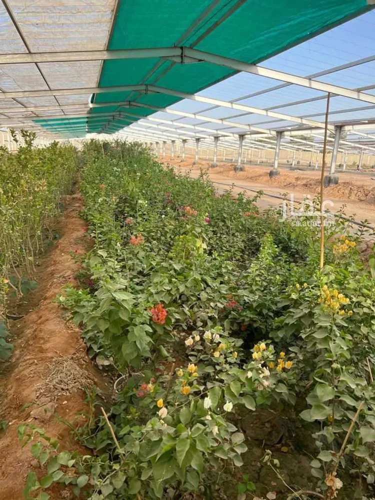 مزرعة للبيع في حي الضبيعة, مدينة الخرج, منطقة الرياض صورة 4