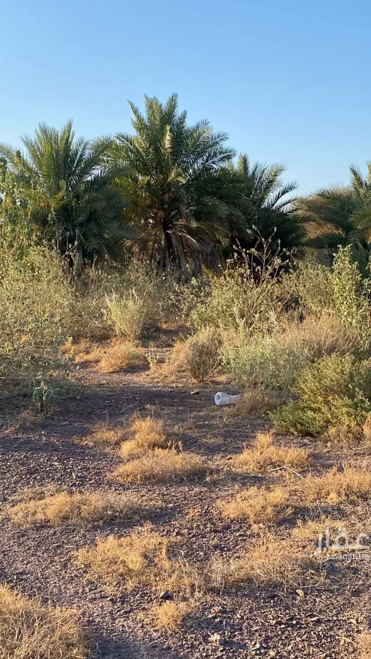 Farm for Sale in Rabigh Rabigh صورة 4