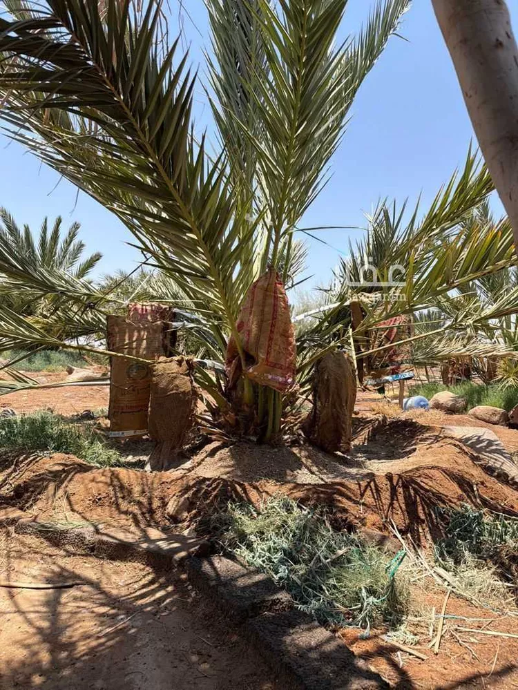 مزرعة للبيع في القفيف ، منطقة المدينة المنورة صورة 2