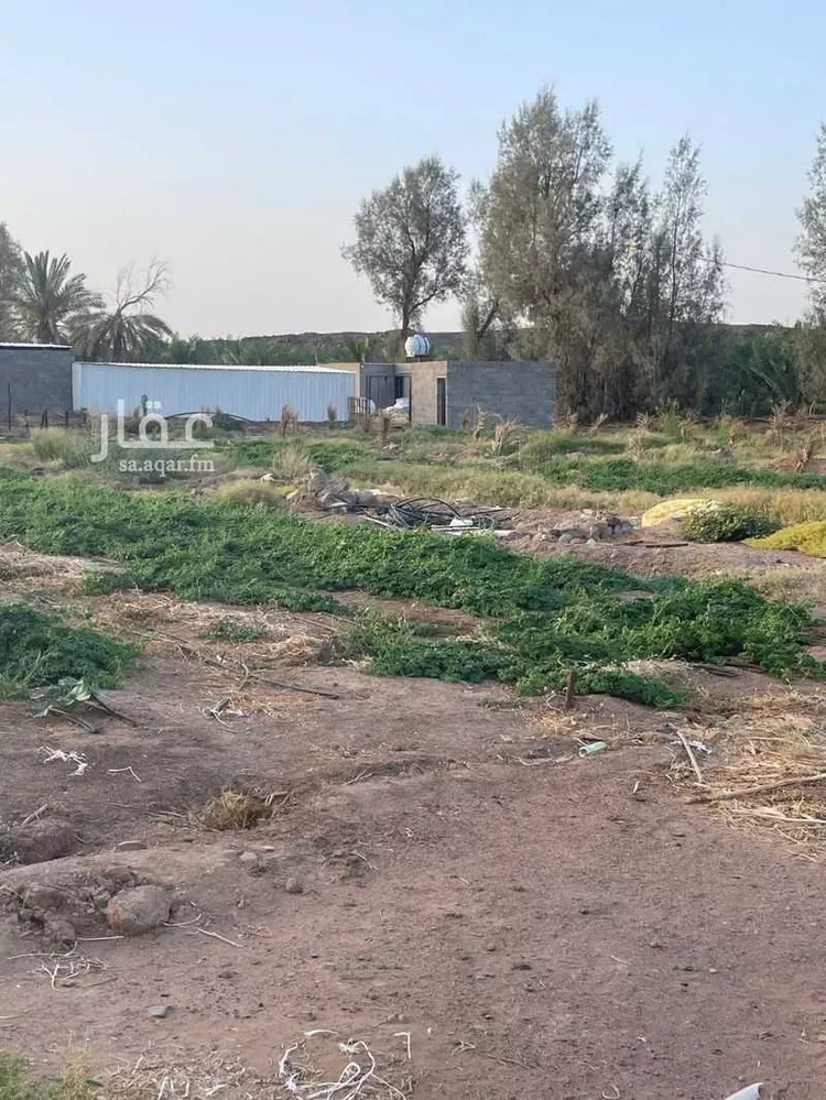 مزرعة للبيع في الثمد ، خيبر صورة 4