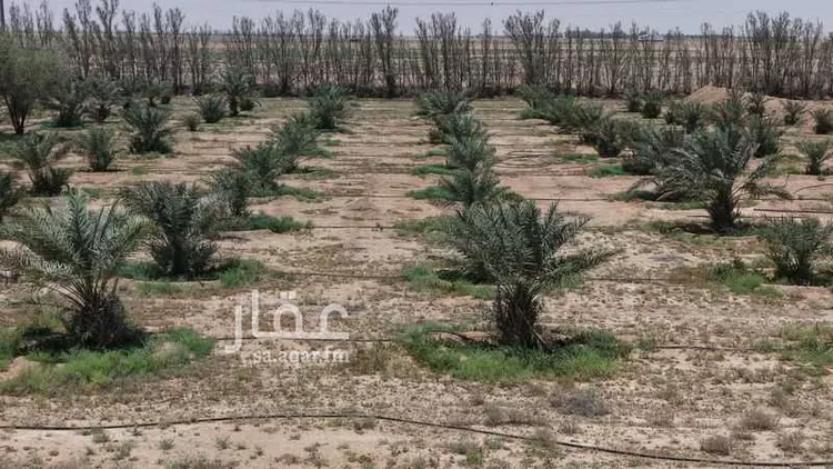 مزرعة للبيع في حي الودى, مدينة ودي الحزم   الودي, منطقة حائل 6
