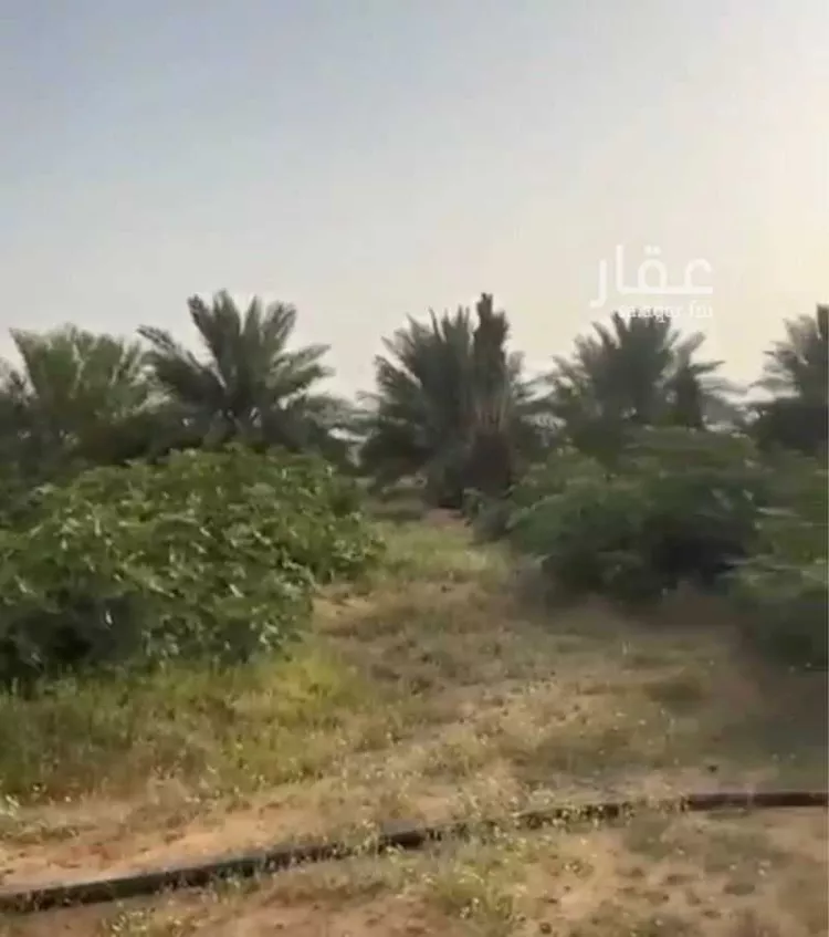 مزرعة للبيع في حي مزارع جنوب المدينة والبربك, مدينة مزارع جنوب المدينة والبربك, منطقة القصيم 7