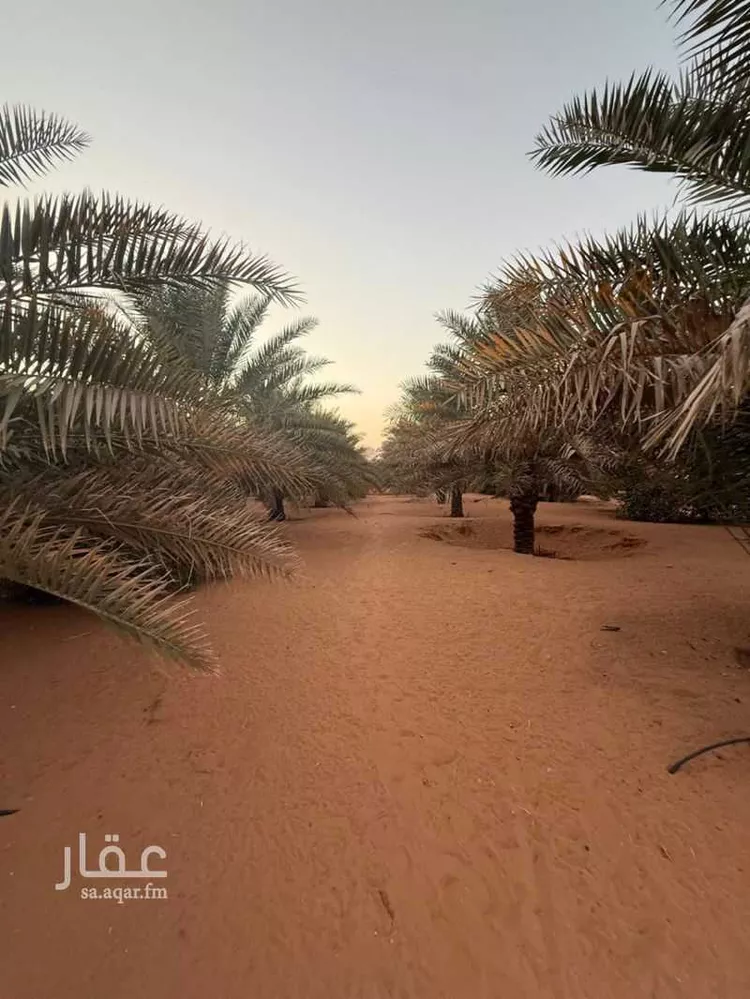 أرض للإيجار في شارع ابن الطفيل, حي أم الشعال, مدينة الرياض, منطقة الرياض صورة 5