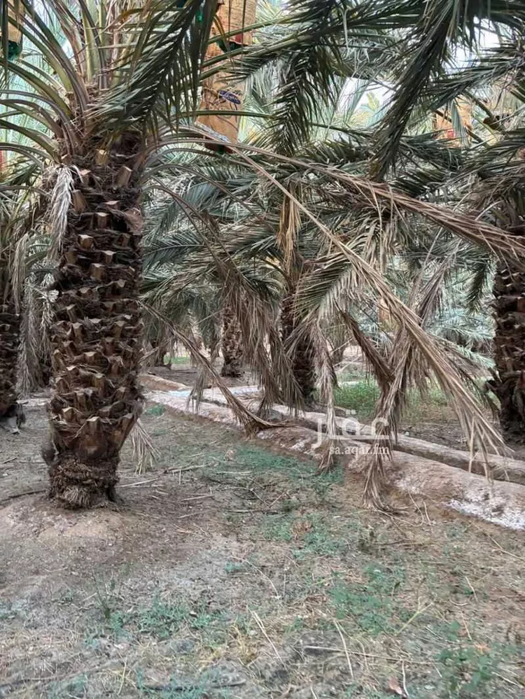 مزرعة للبيع في شارع جهم المازني, حي العيون, مدينة المدينة المنورة, منطقة المدينة المنورة صورة 3