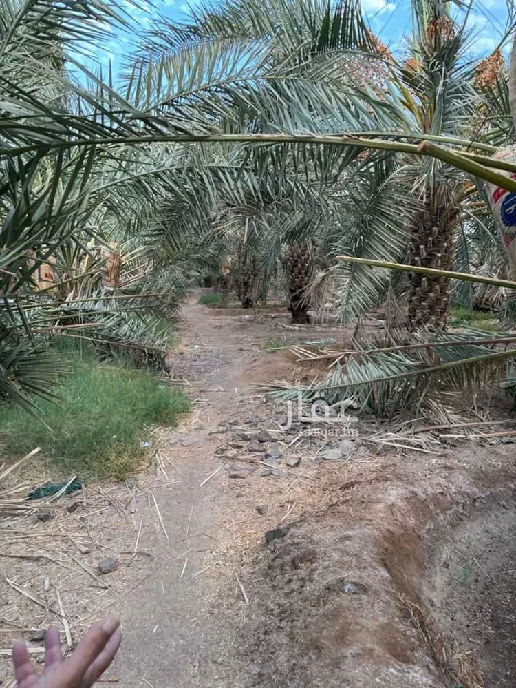 مزرعة للبيع في شارع جهم المازني, حي العيون, مدينة المدينة المنورة, منطقة المدينة المنورة 6