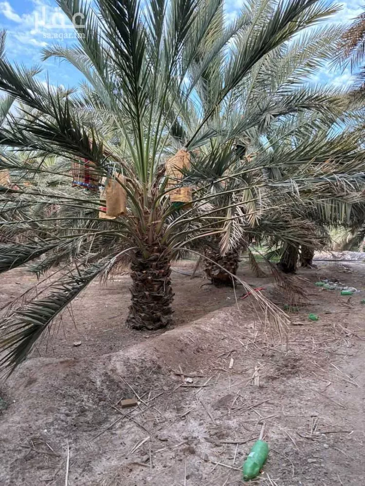 مزرعة للبيع في شارع جهم المازني, حي العيون, مدينة المدينة المنورة, منطقة المدينة المنورة 7
