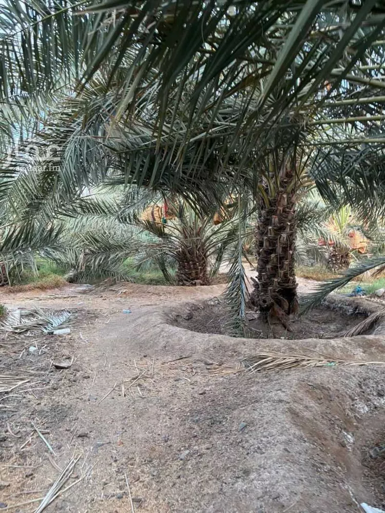 مزرعة للبيع في شارع جهم المازني, حي العيون, مدينة المدينة المنورة, منطقة المدينة المنورة صورة 2