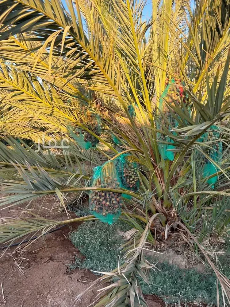مزرعة للبيع في حي العاقول, مدينة المدينة المنورة, منطقة المدينة المنورة 9