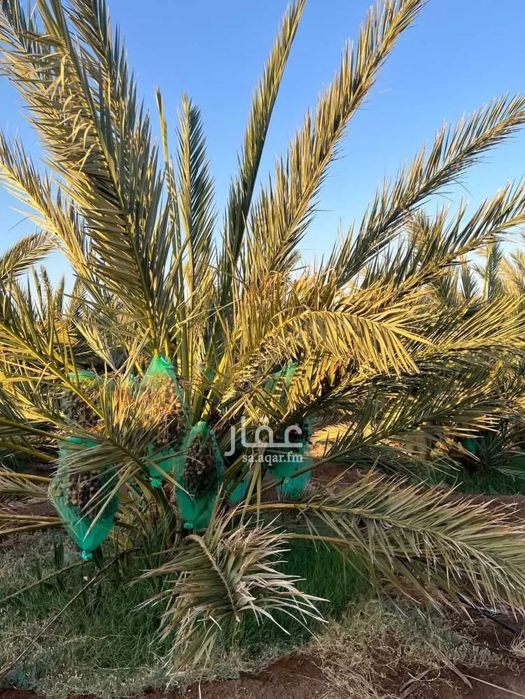 مزرعة للبيع في حي العاقول, مدينة المدينة المنورة, منطقة المدينة المنورة 12