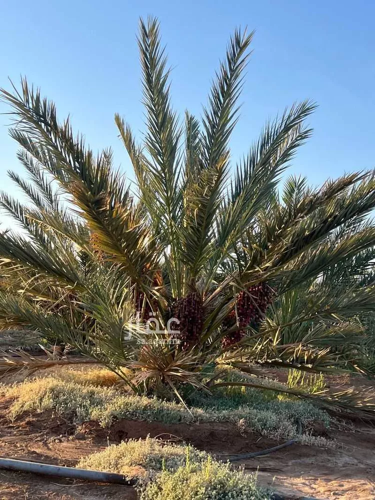 مزرعة للبيع في حي العاقول, مدينة المدينة المنورة, منطقة المدينة المنورة 7