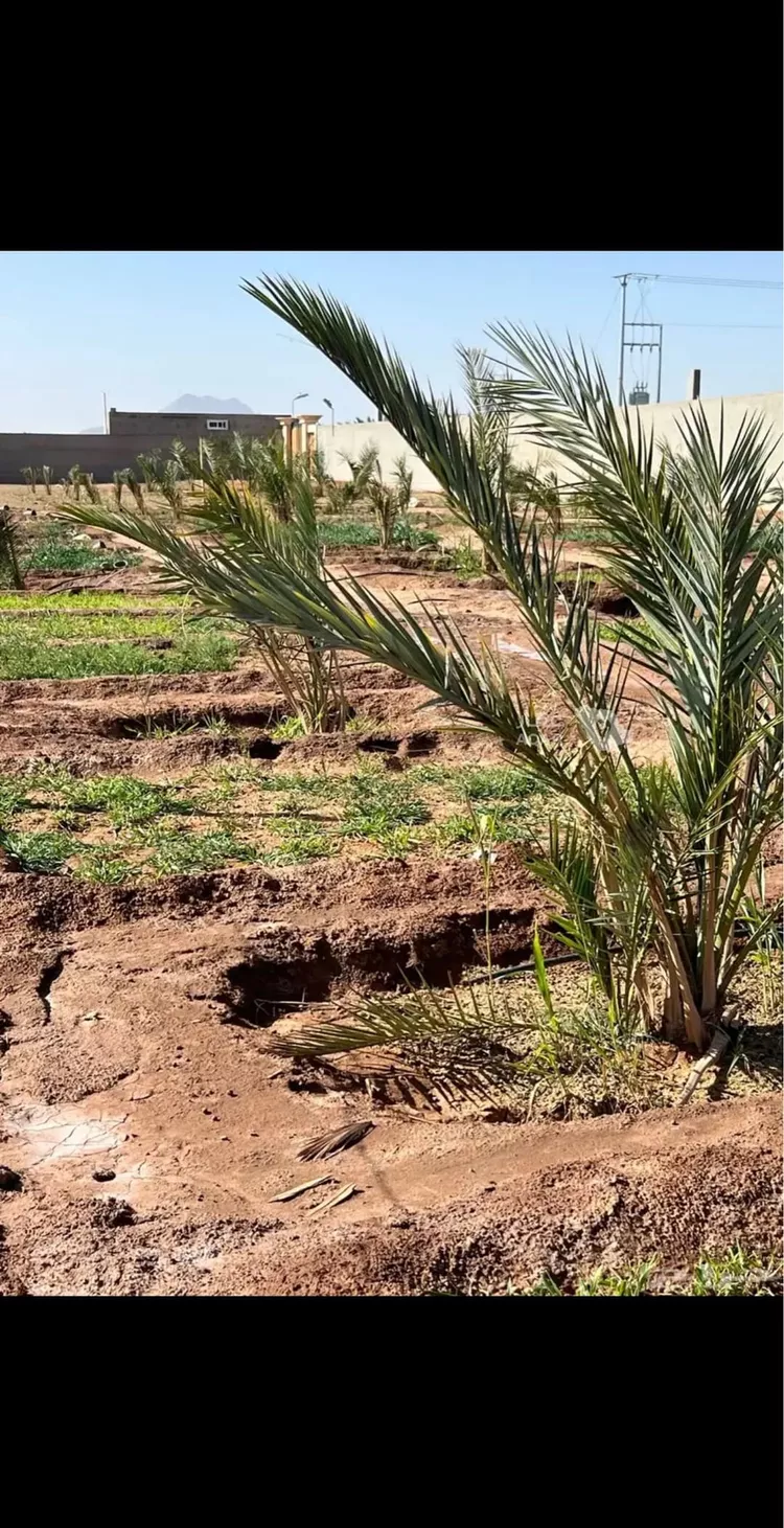 Farm for Sale in Medina King Fahd 15