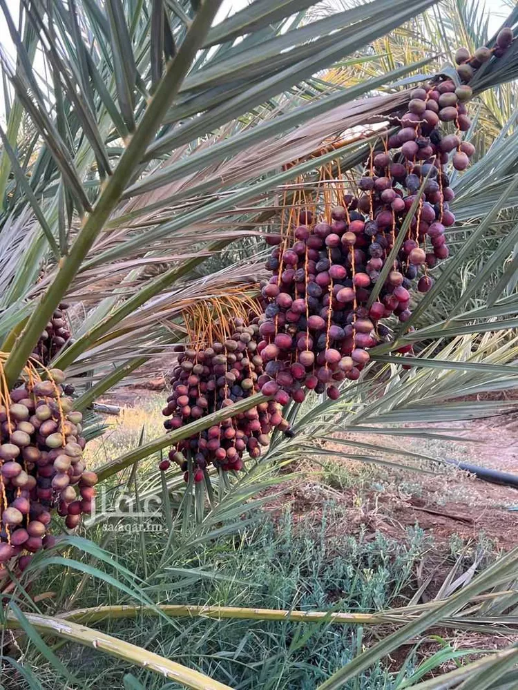 Farm for Sale in Medina King Fahd