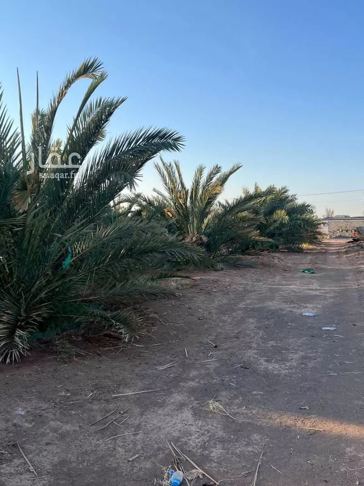 مزرعة للبيع في حي العاقول, مدينة المدينة المنورة, منطقة المدينة المنورة صورة 5