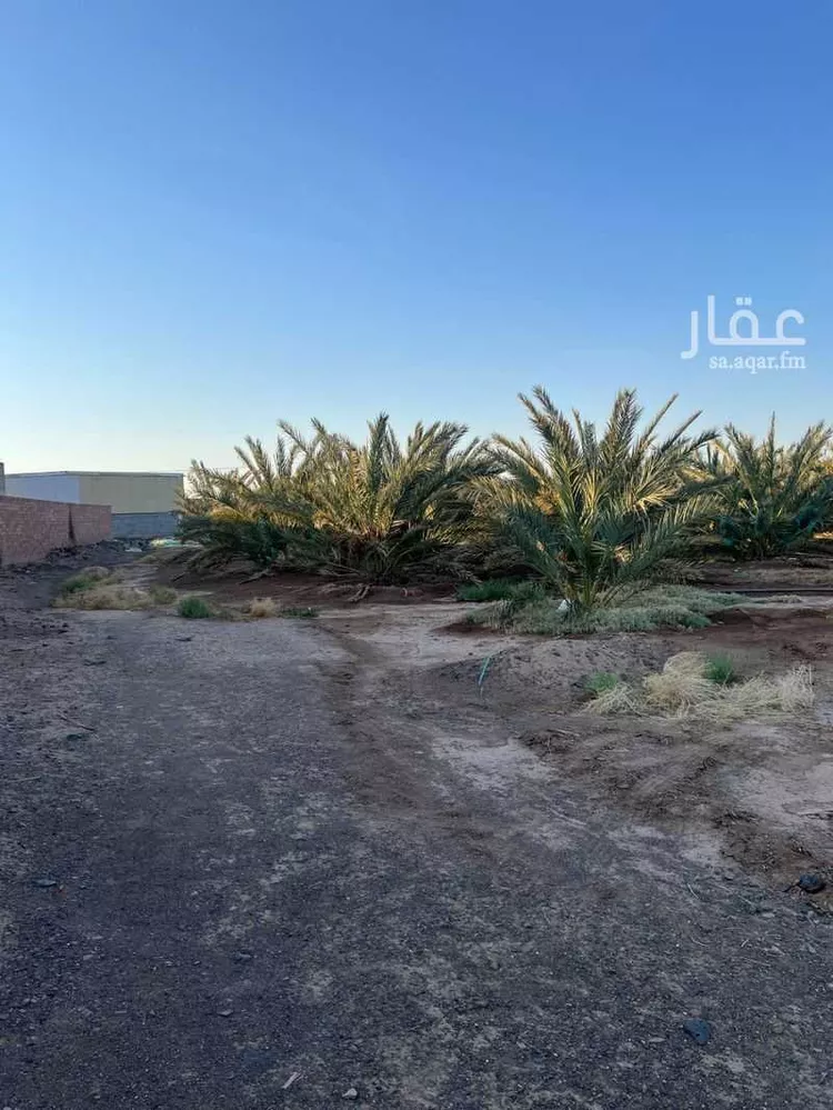 مزرعة للبيع في حي العاقول, مدينة المدينة المنورة, منطقة المدينة المنورة 6