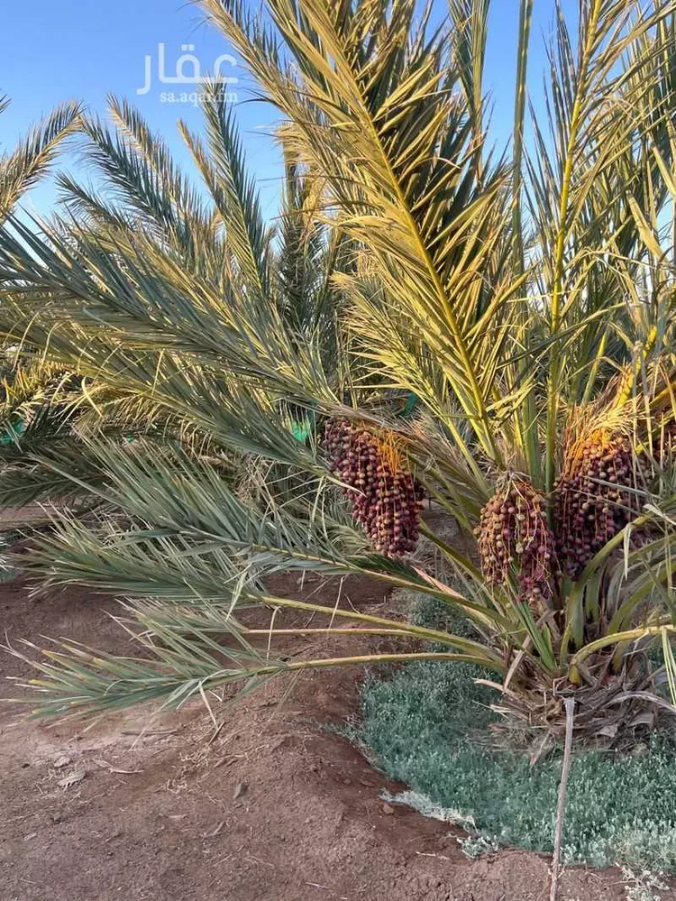 مزرعة للبيع في حي العاقول, مدينة المدينة المنورة, منطقة المدينة المنورة 13