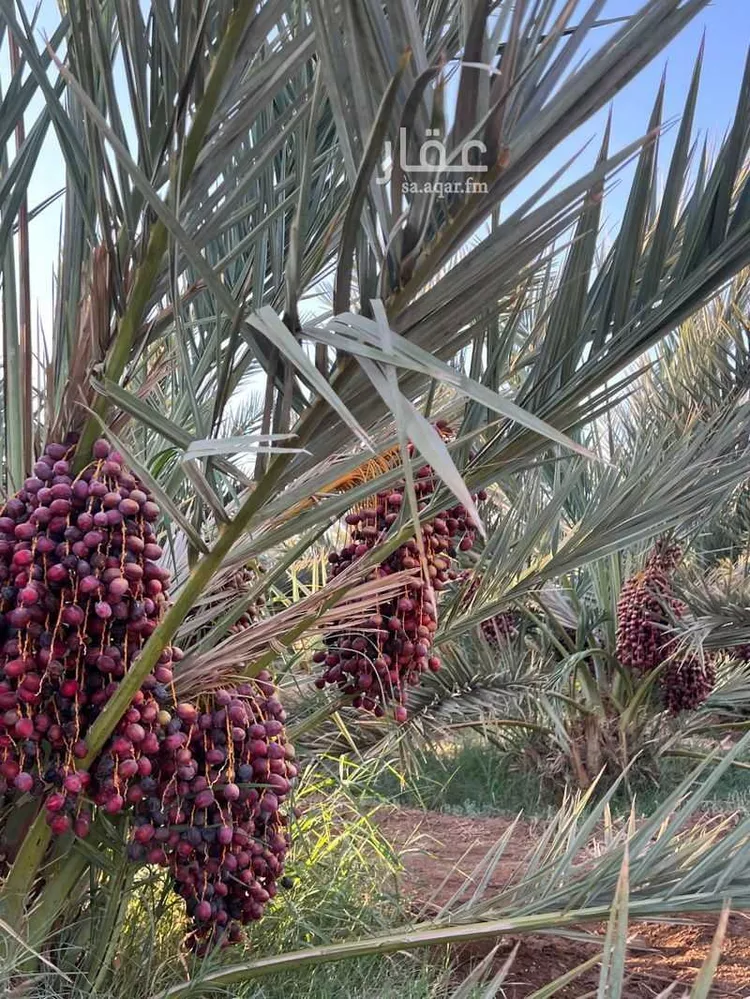مزرعة للبيع في حي العاقول, مدينة المدينة المنورة, منطقة المدينة المنورة صورة 3