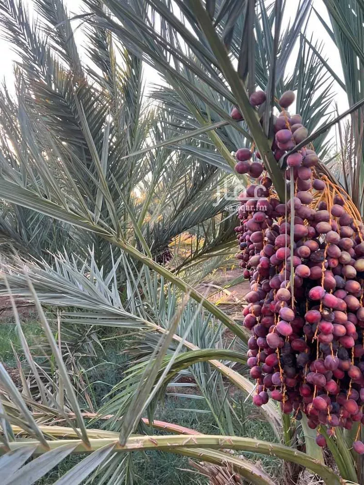 مزرعة للبيع في حي العاقول, مدينة المدينة المنورة, منطقة المدينة المنورة صورة 4