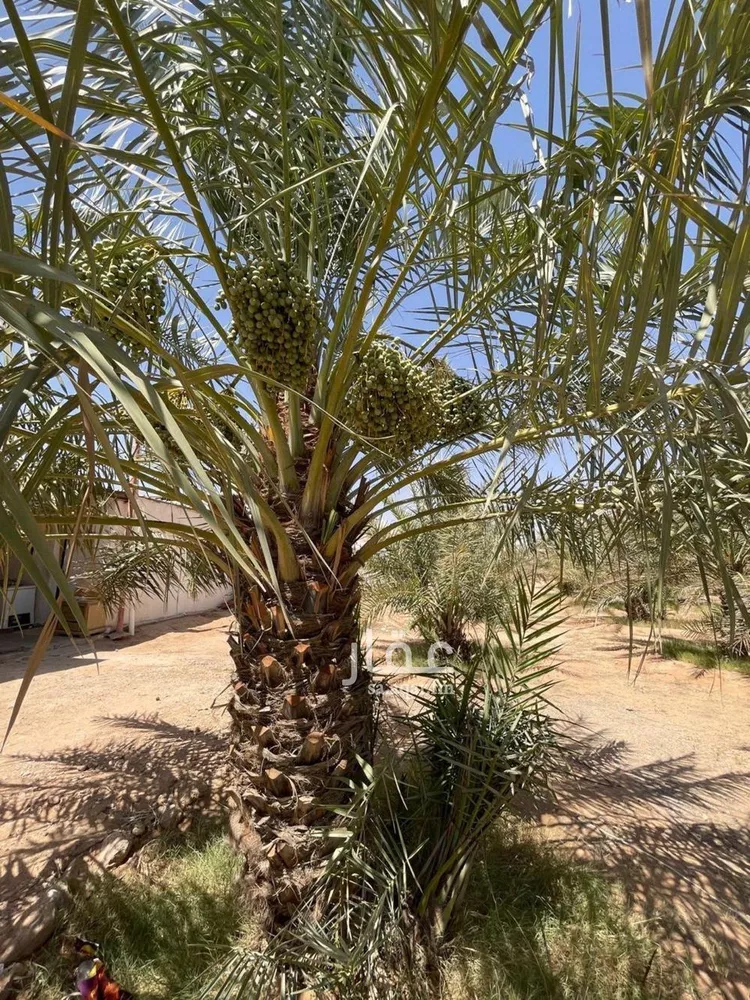 مزرعة للبيع في شارع الحسى 285, حي الحسى, مدينة الحسى, منطقة الرياض صورة 3