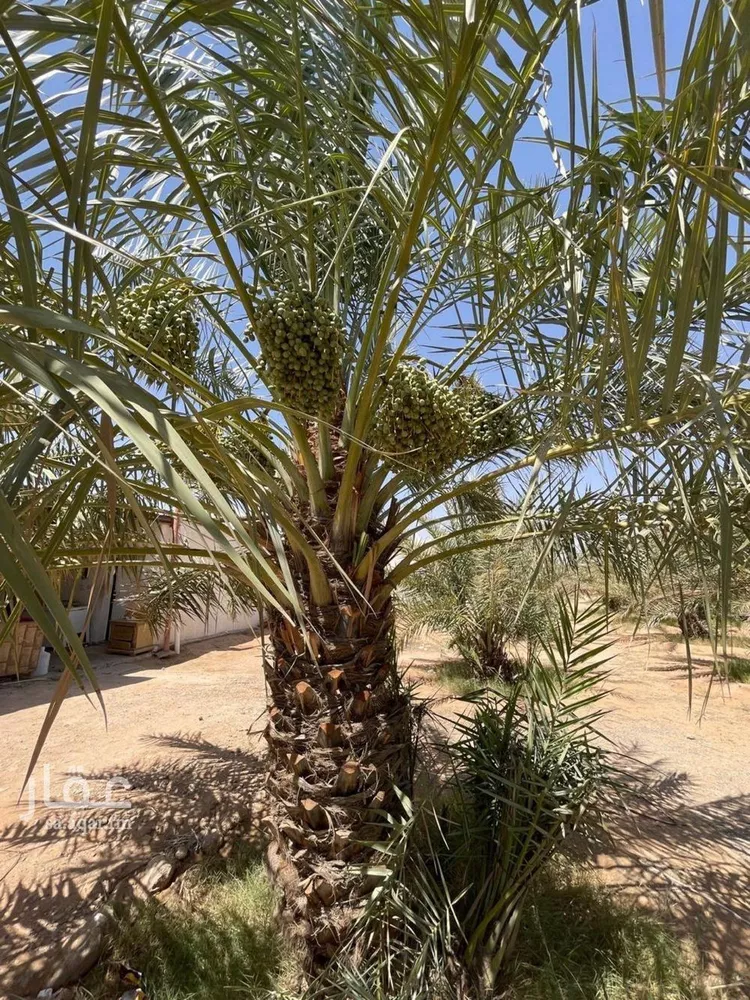 مزرعة للبيع في شارع الحسى 285, حي الحسى, مدينة الحسى, منطقة الرياض صورة 5