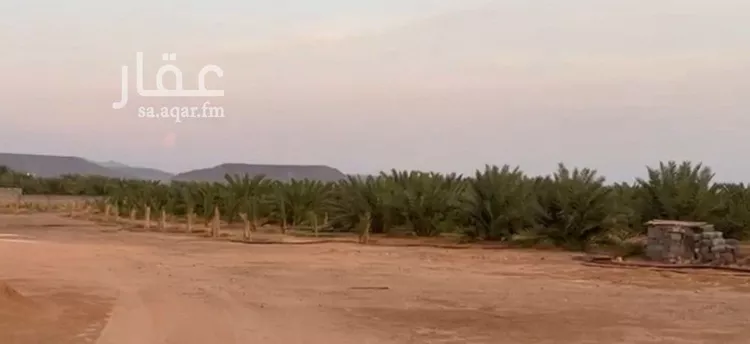 مزرعة للبيع في شارع قبل جامع الاحسان 2 كيلو , حي المندسة, مدينة المدينة المنورة, منطقة المدينة المنورة صورة 3