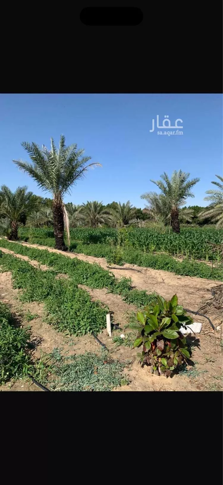 مزرعة للبيع في شارع المشتل, مدينة الجبيل, المنطقة الشرقية صورة 3