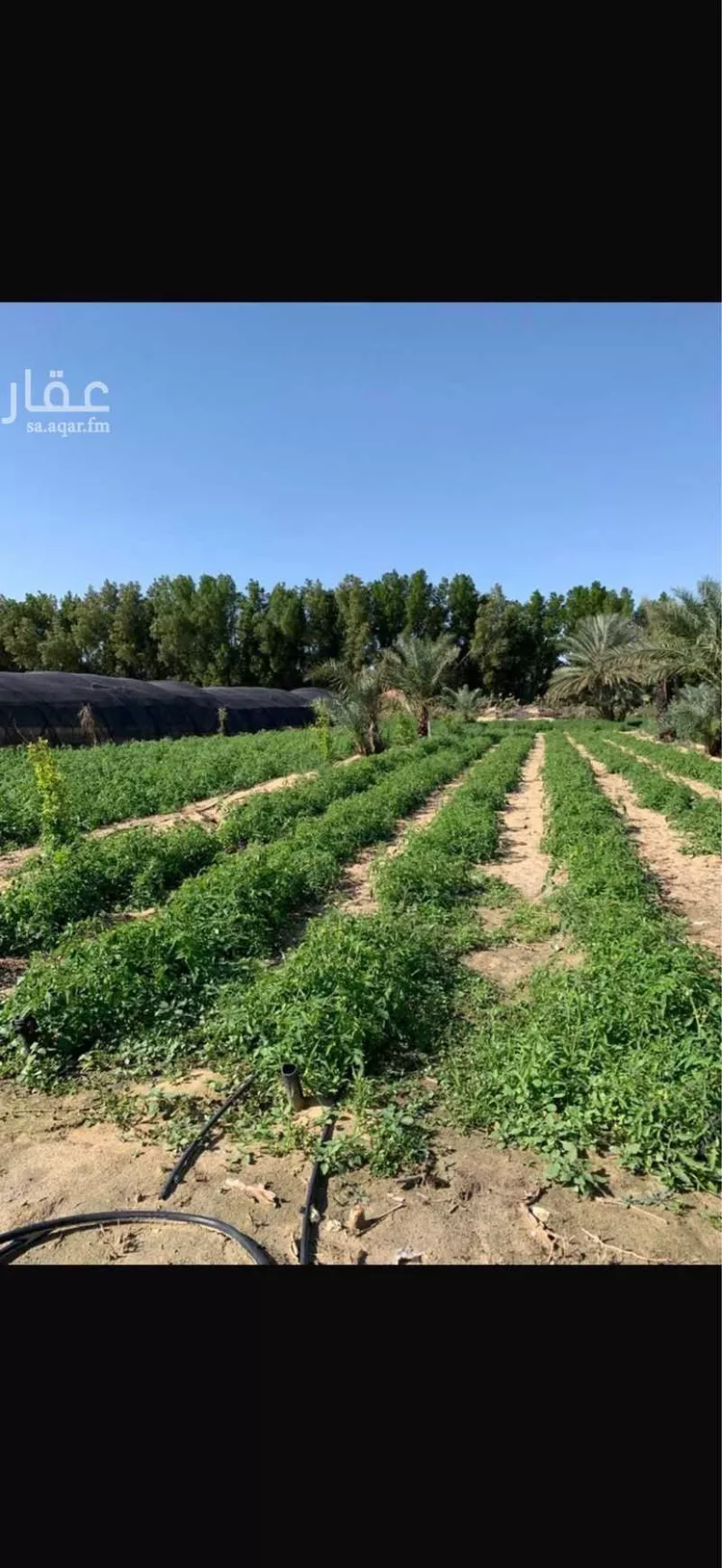 مزرعة للبيع في شارع المشتل, مدينة الجبيل, المنطقة الشرقية صورة 4