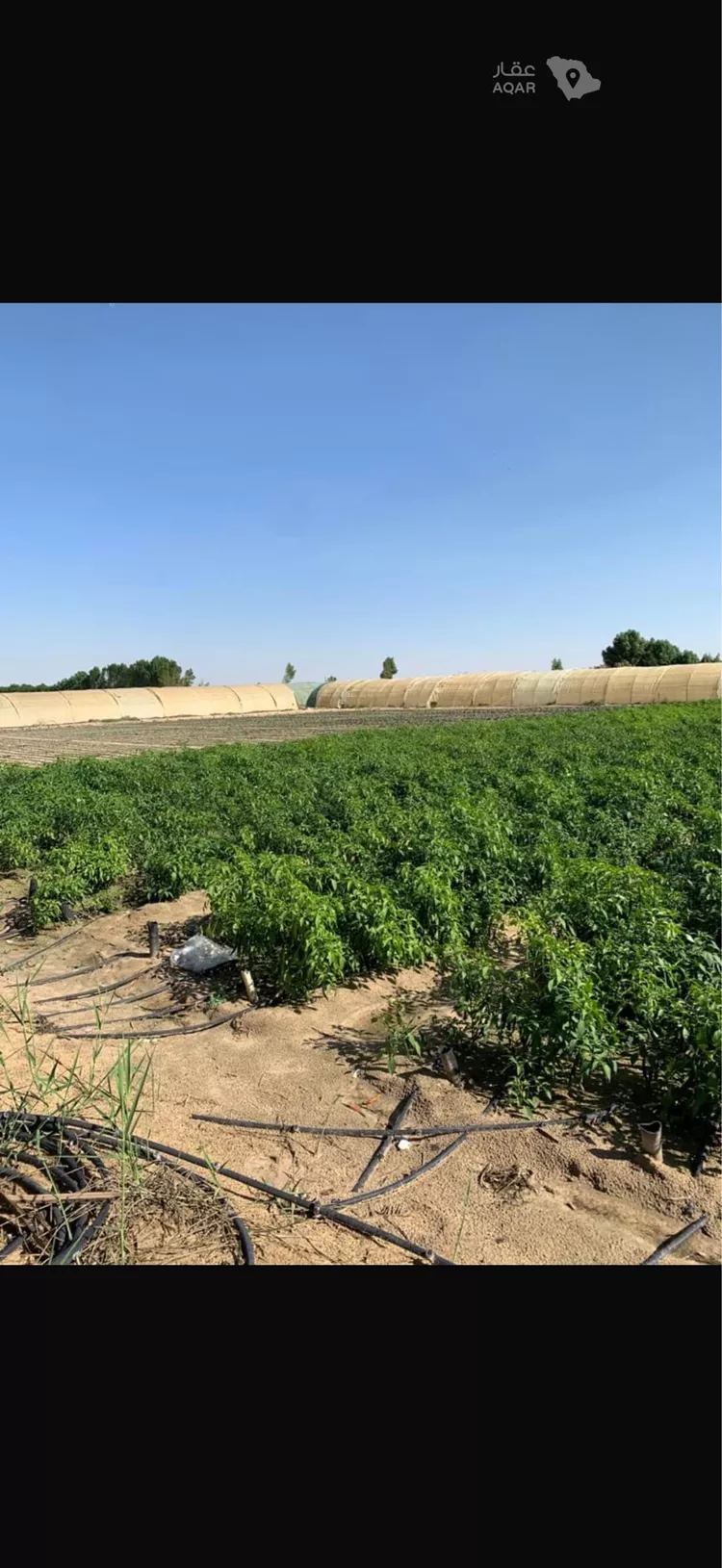 مزرعة للبيع في شارع ابو حدرية , مدينة الجبيل, المنطقة الشرقية صورة 2