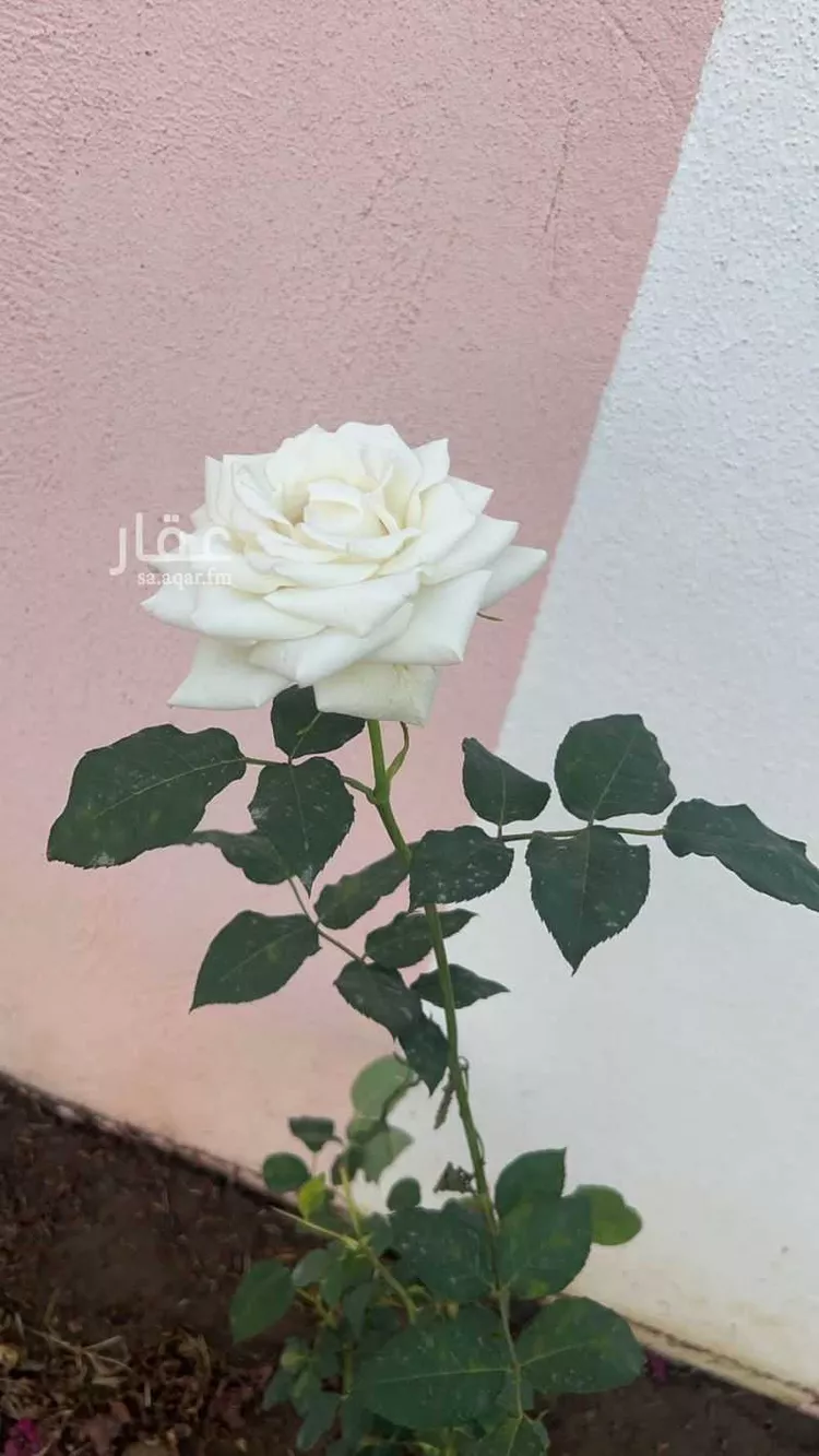 Rest House for Sale in Khamis Mushait Al Wahah صورة 4