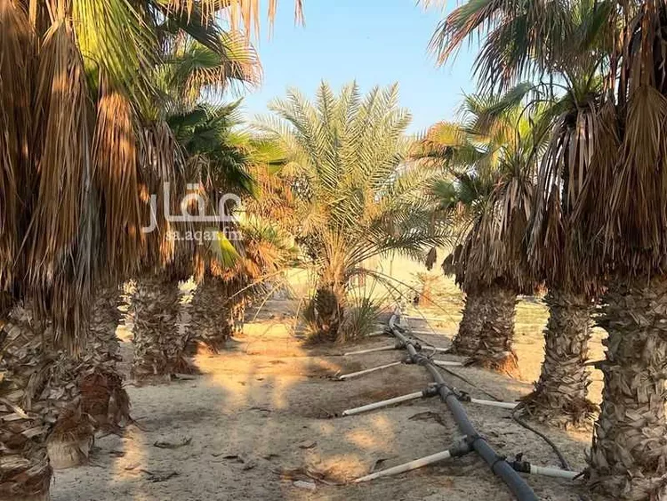 مزرعة للبيع في شارع سيحة أبومعن, مدينة القطيف, المنطقة الشرقية صورة 5