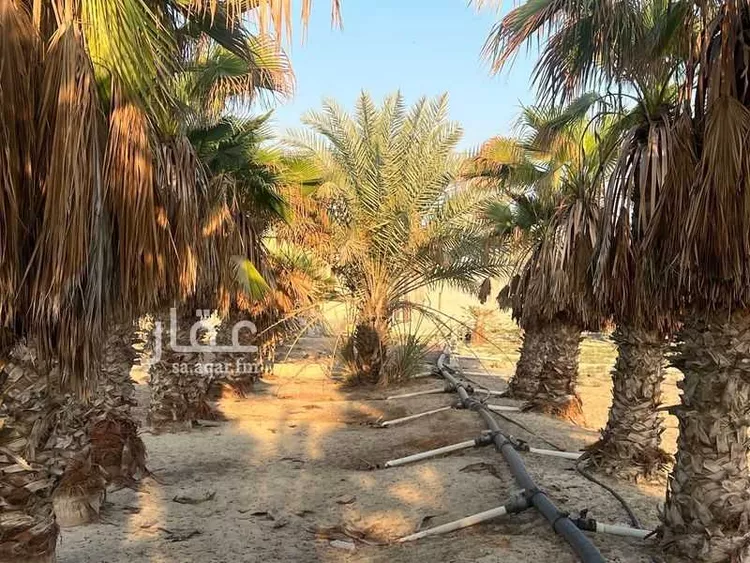 مزرعة للبيع في شارع سيحة أبومعن, مدينة القطيف, المنطقة الشرقية صورة 2