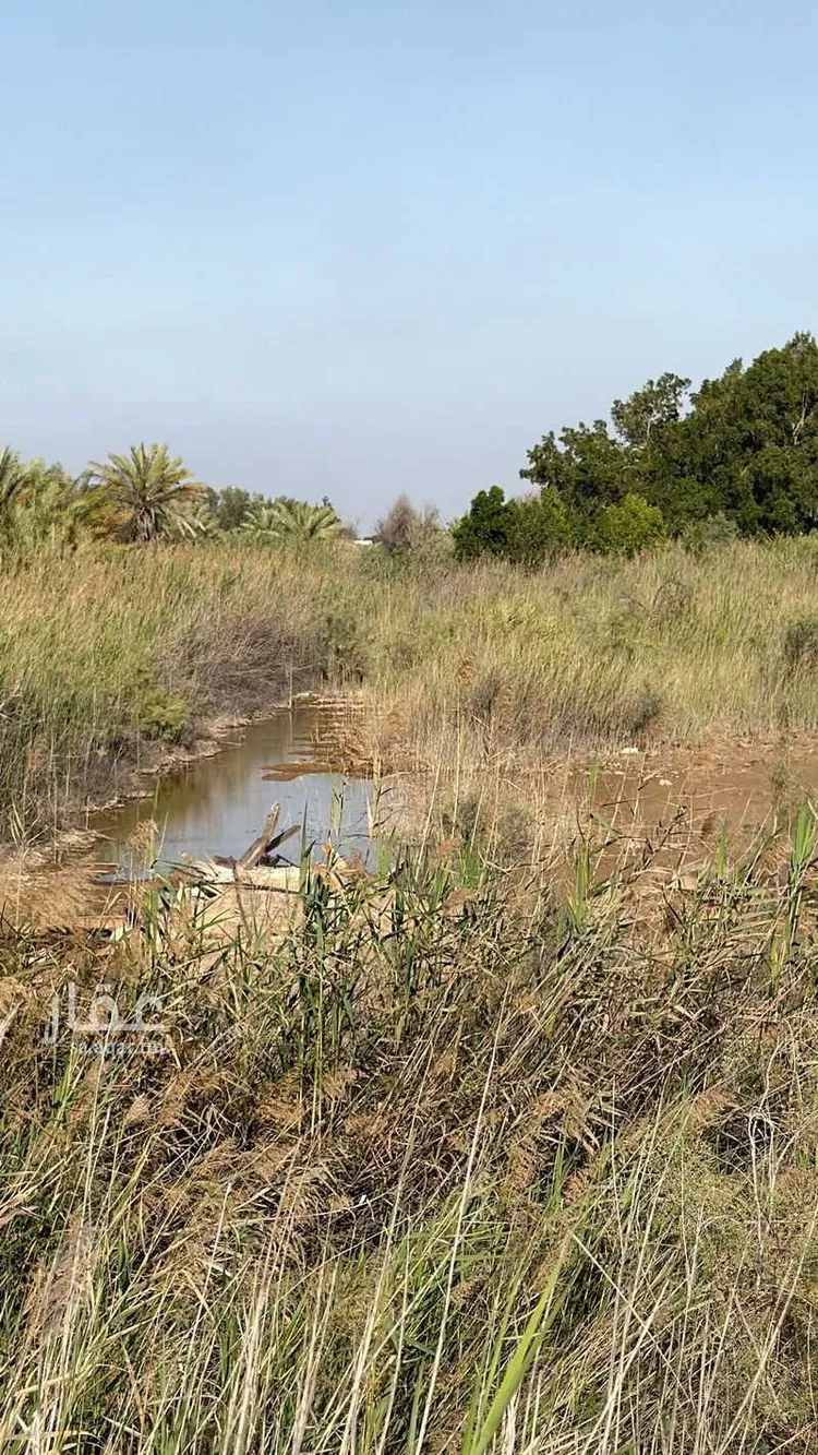 أرض للإيجار في شارع الرويحه 958 ، حي الرويحة ، صفوى ، القطيف