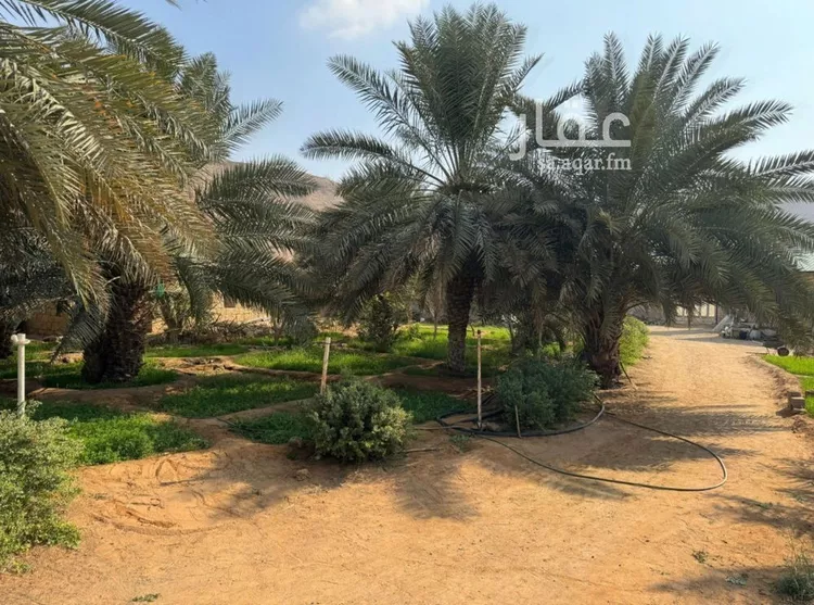 Farm for Sale in Riyadh Uraidh صورة 2