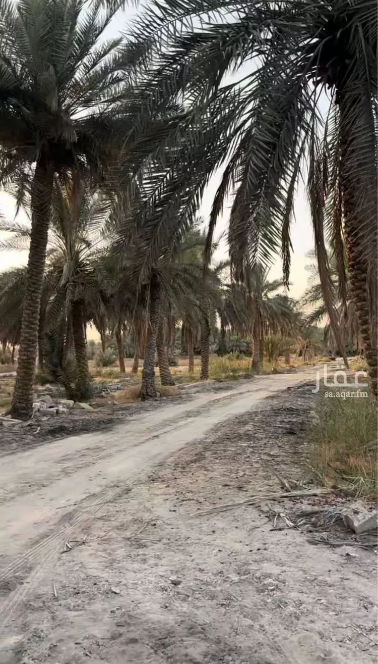 مزرعة للبيع في شارع الخليج العربي, حي منطقة الغويبة الزراعية, مدينة الاحساء, المنطقة الشرقية صورة 5