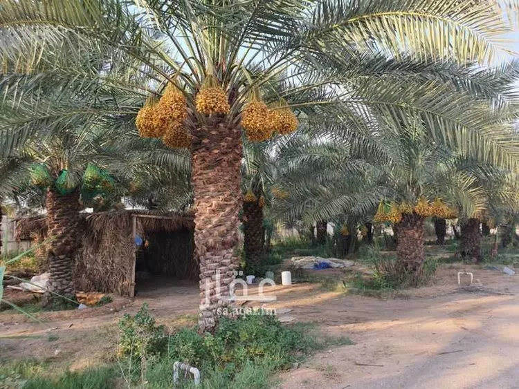 مزرعة للبيع في شارع اليمامة, حي الناصفة, مدينة الخرج, منطقة الرياض صورة 2