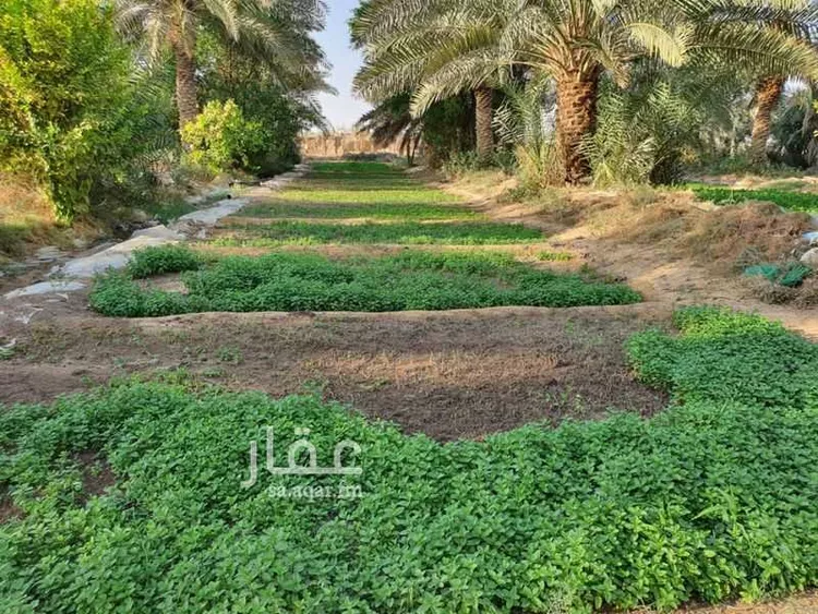 مزرعة للبيع في شارع اليمامة, حي الناصفة, مدينة الخرج, منطقة الرياض صورة 4