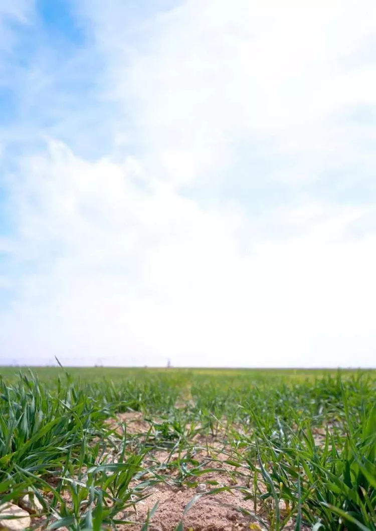 مزرعة للبيع في حي العزيزيه, مدينة الخرج - العزيزيه, منطقة الرياض صورة 4