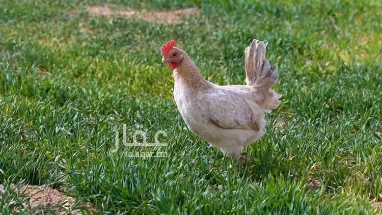 مزرعة للبيع في شارع الصدر , حي هجرة الفريده والعليا, مدينة هجرة الفريده والعليا, منطقة الرياض