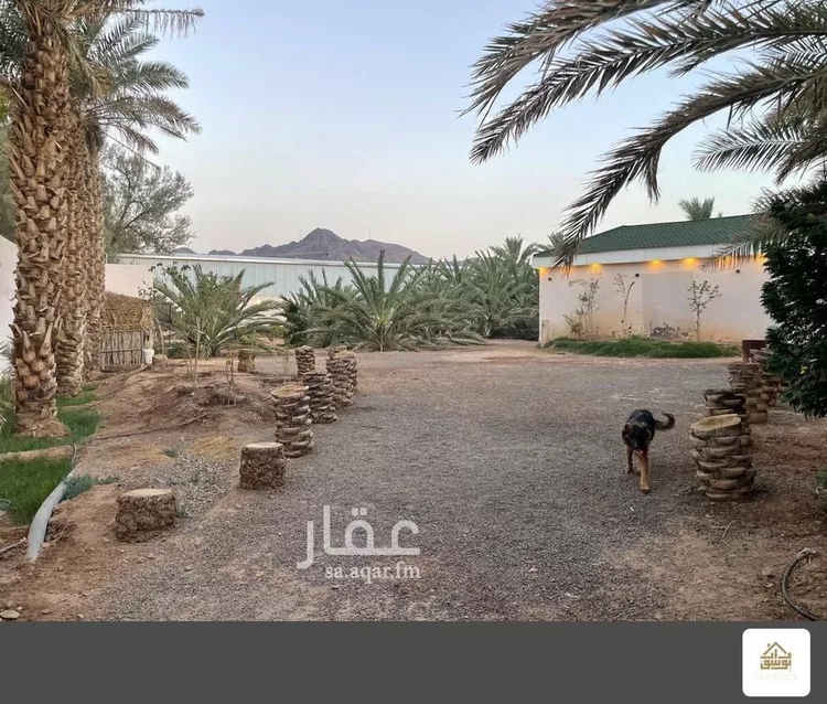 مزرعة للبيع في شارع صالح بن محمد الحسني, حي الغابة, مدينة المدينة المنورة, منطقة المدينة المنورة صورة 4