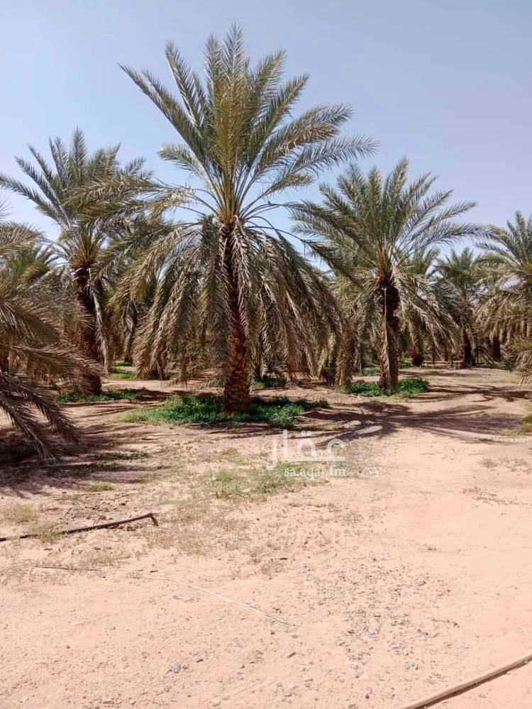 مزرعة للبيع في شارع المندسة 1049, حي المندسة, مدينة المدينة المنورة, منطقة المدينة المنورة