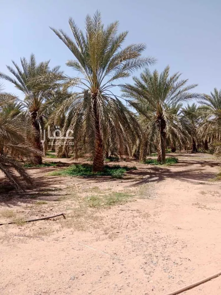 أرض للإيجار في حي المندسة, مدينة المدينة المنورة, منطقة المدينة المنورة صورة 5