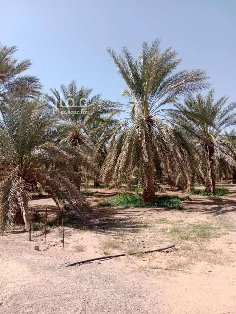 أرض للإيجار في حي المندسة, مدينة المدينة المنورة, منطقة المدينة المنورة صورة 3