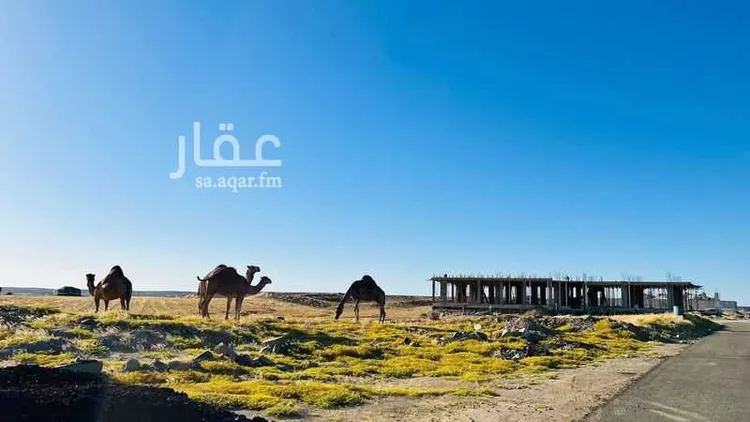 أرض للبيع في شارع 5519617, حي الصفوة, مدينة جدة, منطقة مكة المكرمة صورة 2