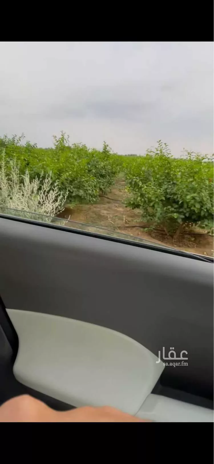 Farm for Sale in Sabya Al Zabiyah صورة 3
