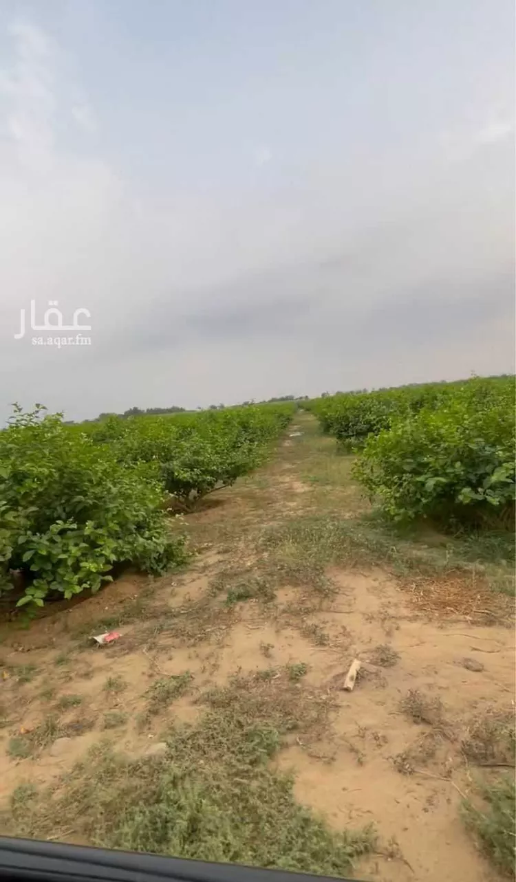 Farm for Sale in Sabya Al Zabiyah صورة 2